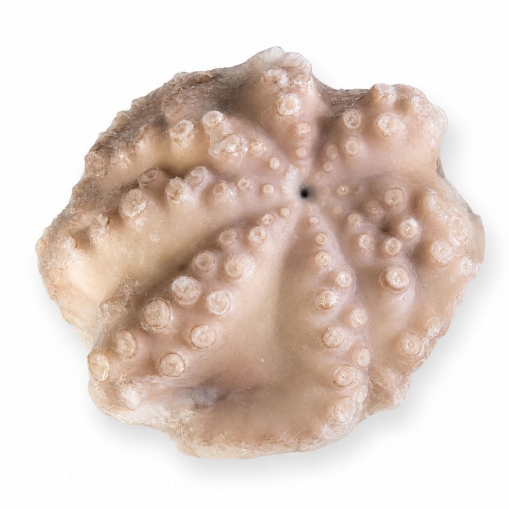 POLVO VIRGEM MRC 3/4 KG FLOR  C/ETQ. 1X1/CX: 3UN - MOYSEAF
